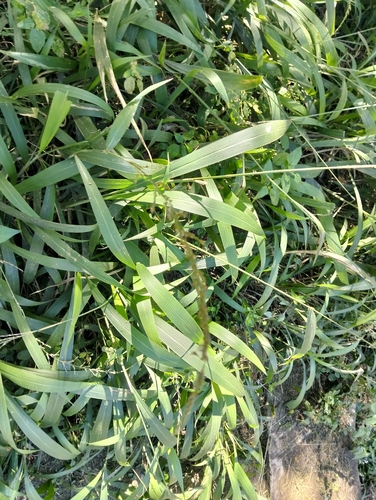 Broadleaf Bristlegrass