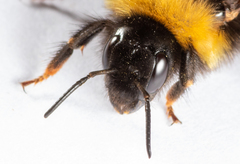 Bombus bohemicus
