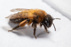 Andrena nigroaenea