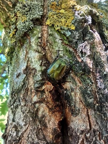Copper Chafer