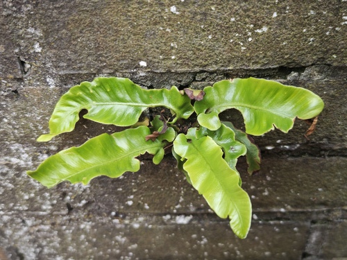 Hart's-tongue fern