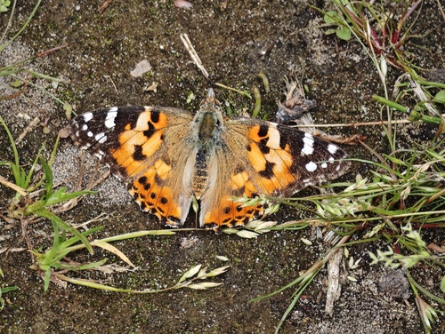 Painted Lady