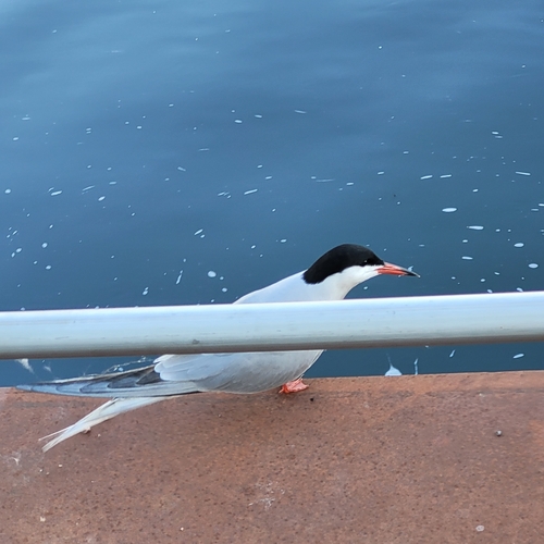 iNaturalist image