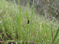 Adela trigrapha