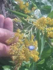Hoplia coerulea