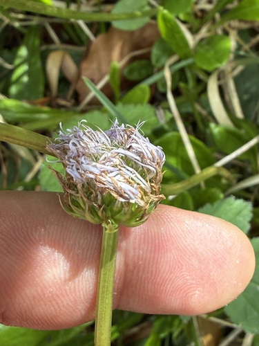 Globularia nudicaulis, photograph 6