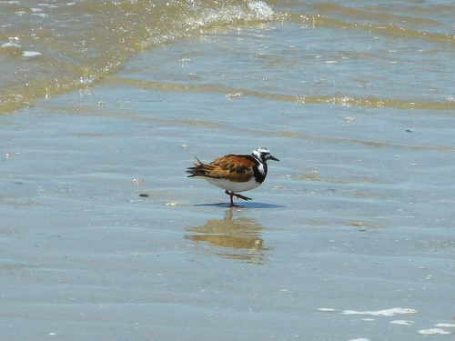 iNaturalist: (c) Sarah C, some rights reserved (CC BY-NC), uploaded by Sarah C iNaturalist image