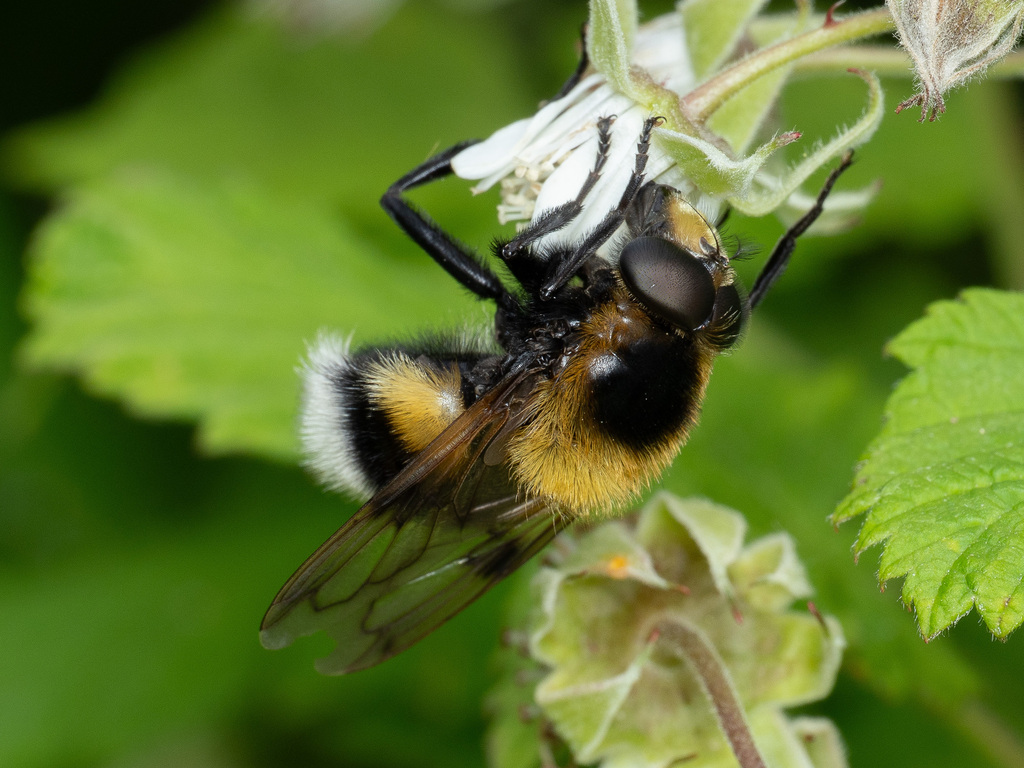 Bumble Bee Hover Fly
