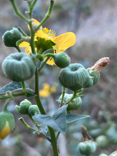 Abutilon angulatum