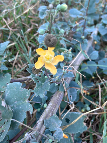 Abutilon angulatum, photograph 2