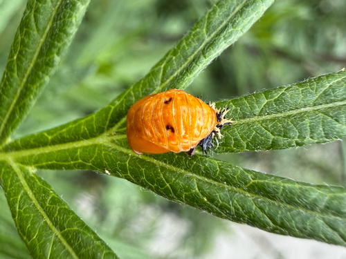 Asian Lady Beetle