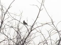 Emberiza leucocephalos