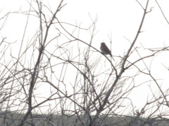Emberiza leucocephalos