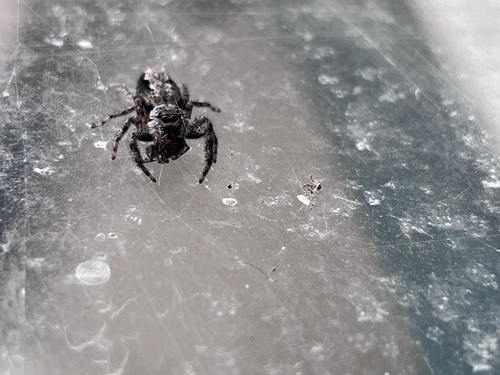 Tan Jumping Spider