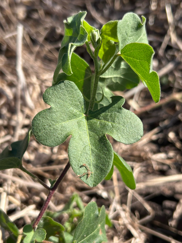 Gossypium herbaceum, photograph 4