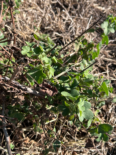 Gossypium herbaceum, photograph 5