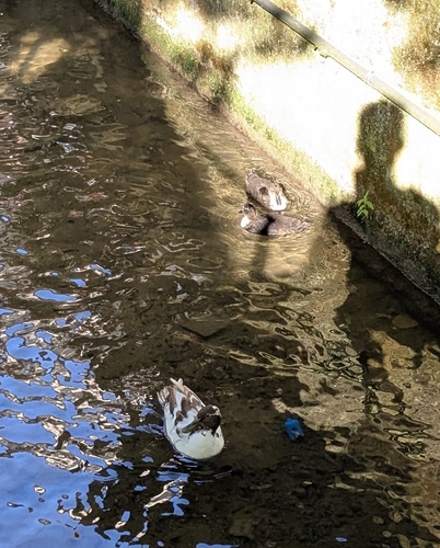 iNaturalist image