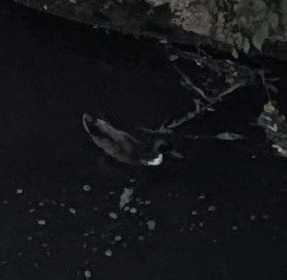 iNaturalist image