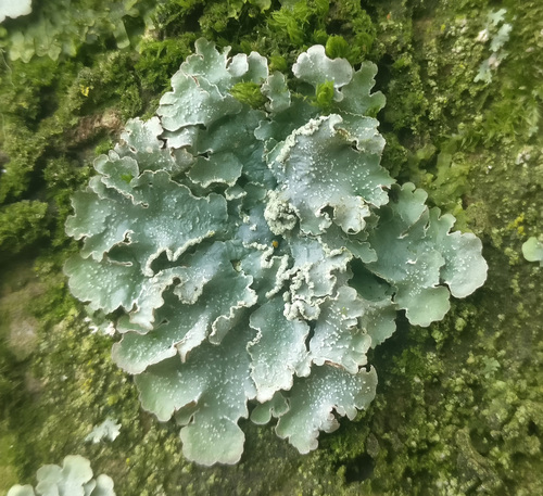 Powdered Speckled Shield Lichen