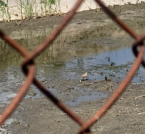 Little Ringed Plover