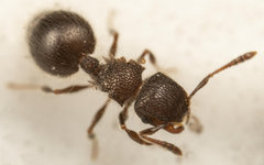 Meranoplus peringueyi