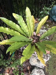 Asplenium australasicum