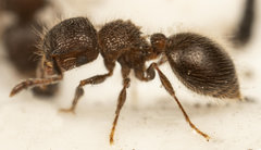 Meranoplus peringueyi