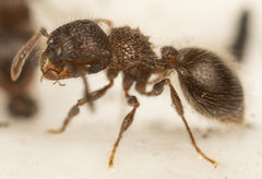 Meranoplus peringueyi