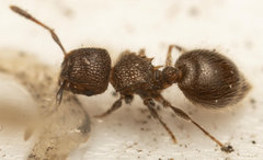 Meranoplus peringueyi