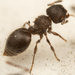 Furry Cautious Ant - Photo (c) Hamish Robertson, some rights reserved (CC BY-NC), uploaded by Hamish Robertson