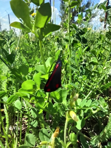 Cinnabar moth