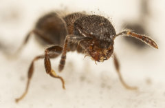 Meranoplus peringueyi