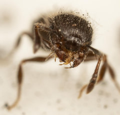 Meranoplus peringueyi