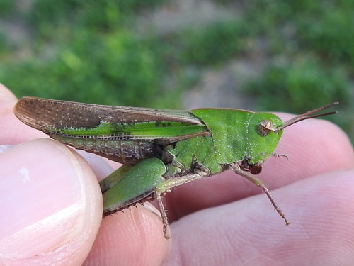 Green-striped grasshopper