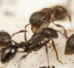 Meranoplus peringueyi