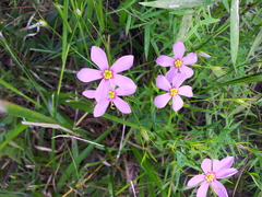 Sabatia campanulata