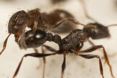 Meranoplus peringueyi