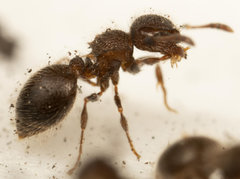 Meranoplus peringueyi