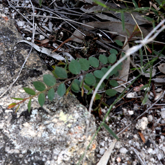 Bossiaea scortechinii