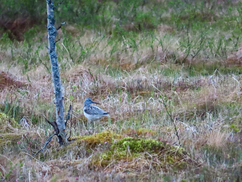 iNaturalist: (c) tj_-_76, some rights reserved (CC BY-NC) iNaturalist image