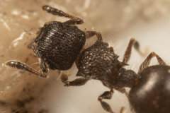 Meranoplus peringueyi