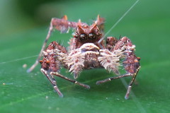 Portia labiata