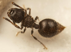 Meranoplus peringueyi