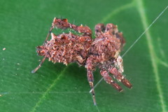 Portia labiata