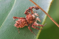 Portia labiata