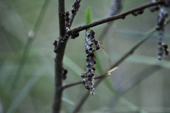 Ropalidia revolutionalis