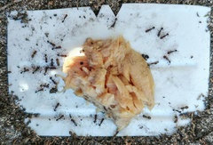 Meranoplus peringueyi