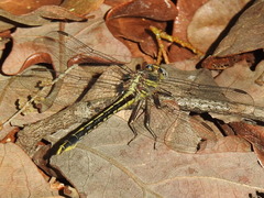 Phanogomphus oklahomensis