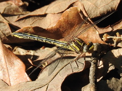 Phanogomphus oklahomensis
