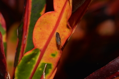 Cephaloconus cyprinus